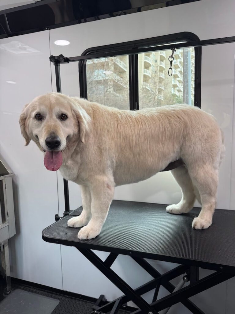 dog standing on a grooming table at The Groomin' Cowboy Mobile Saloon