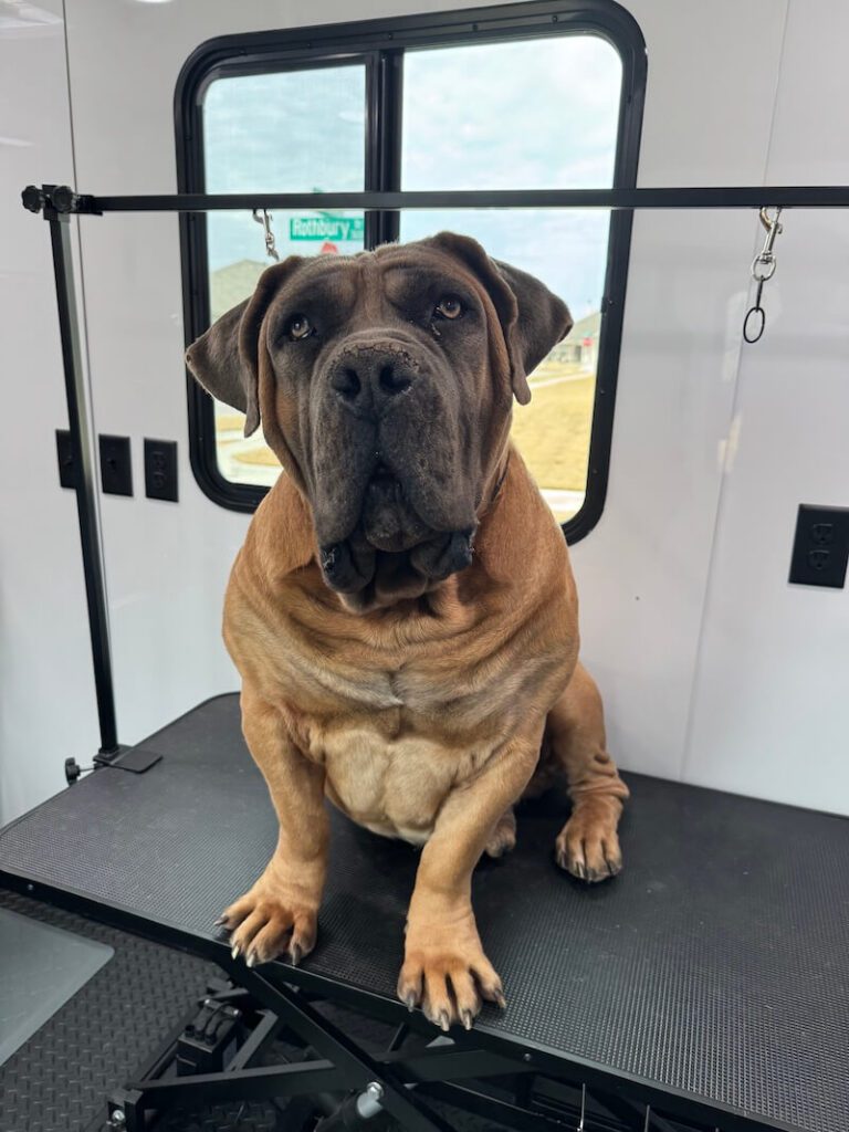 dog sitting on a grooming table at The Groomin' Cowboy Mobile Saloon