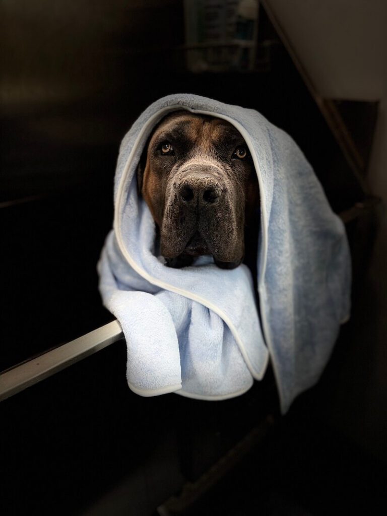 stylized photo of a dog wrapped in a towel with a heavy vignette applied