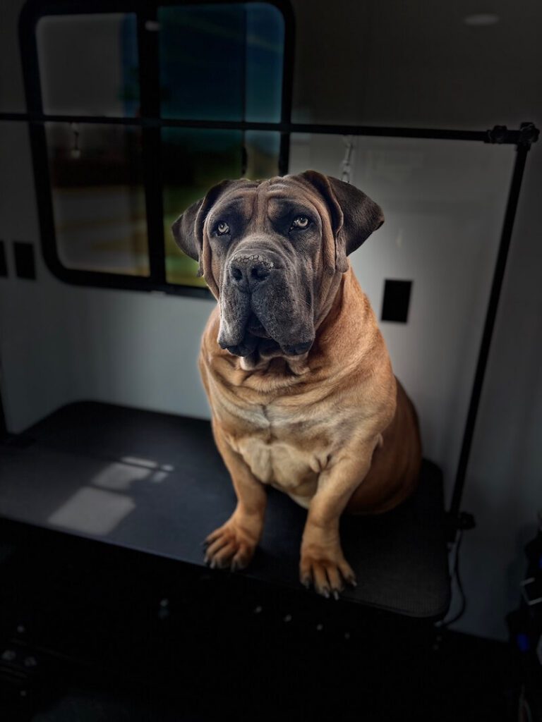 stylized photo of a dog sitting on a grooming table with a heavy vignette applied