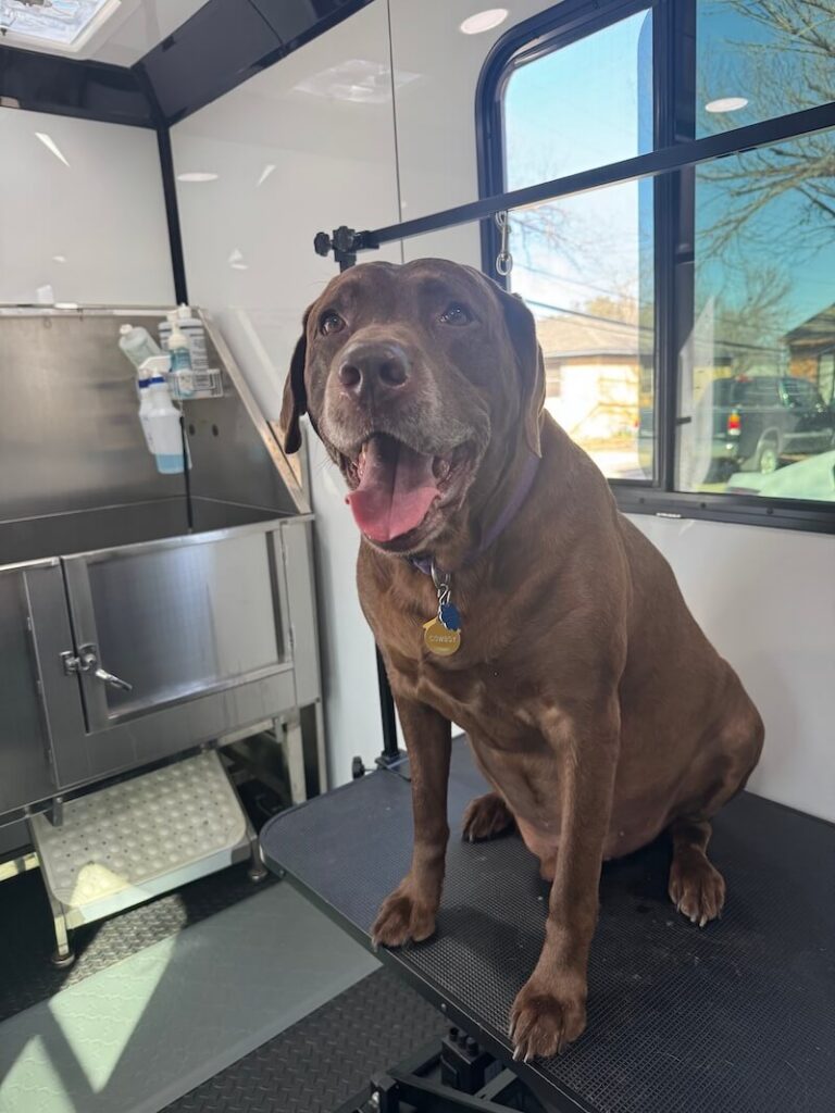 happy labrador dog sitting on a grooming table at The Groomin' Cowboy Mobile Saloon