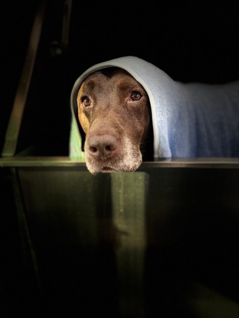 stylized photo of a dog wrapped in a towel with a black background applied