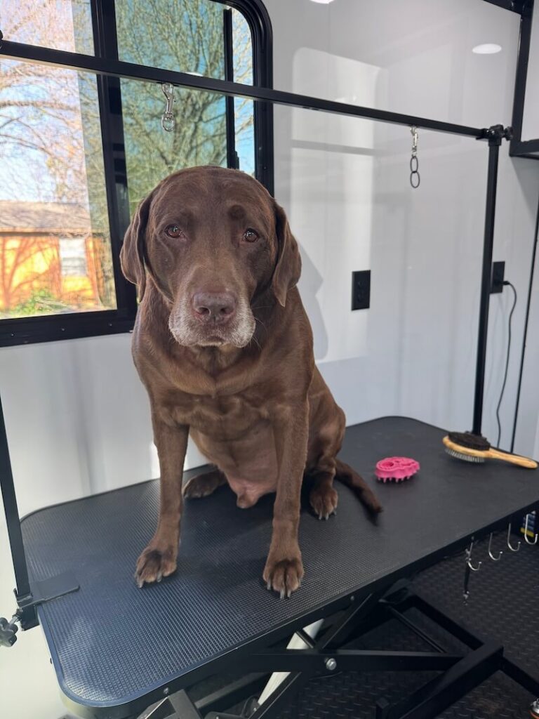 dog sitting on a grooming table at The Groomin' Cowboy Mobile Saloon