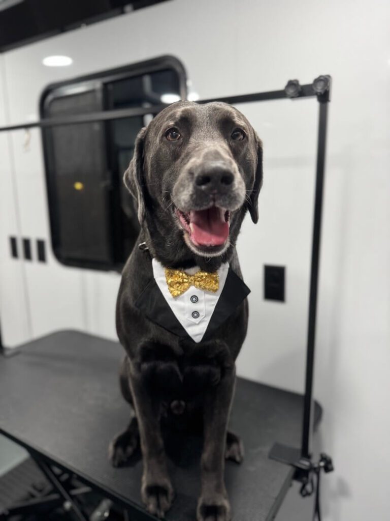 happy dog wearing a tuxedo costume at The Groomin' Cowboy Mobile Saloon