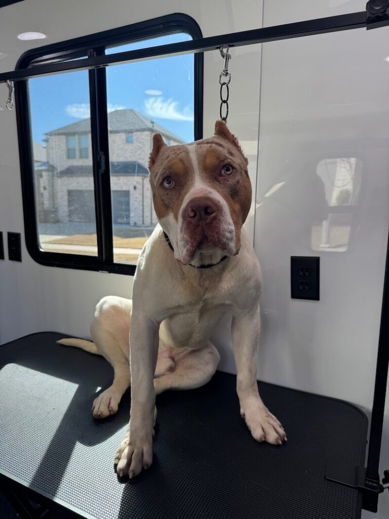dog sitting on a grooming table at The Groomin' Cowboy Mobile Saloon