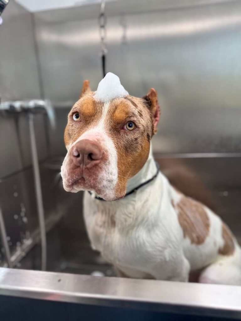 adorable dog with a mound of foamy soap on their head at The Groomin' Cowboy Mobile Saloon