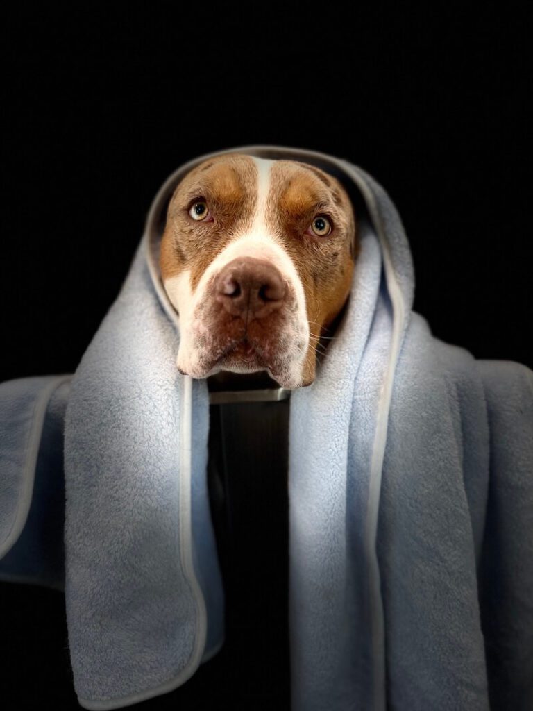 stylized photo of a dog wrapped in a towel with a heavy vignette applied