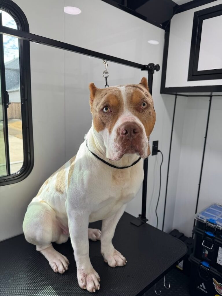 dog sitting on a grooming table at The Groomin' Cowboy Mobile Saloon