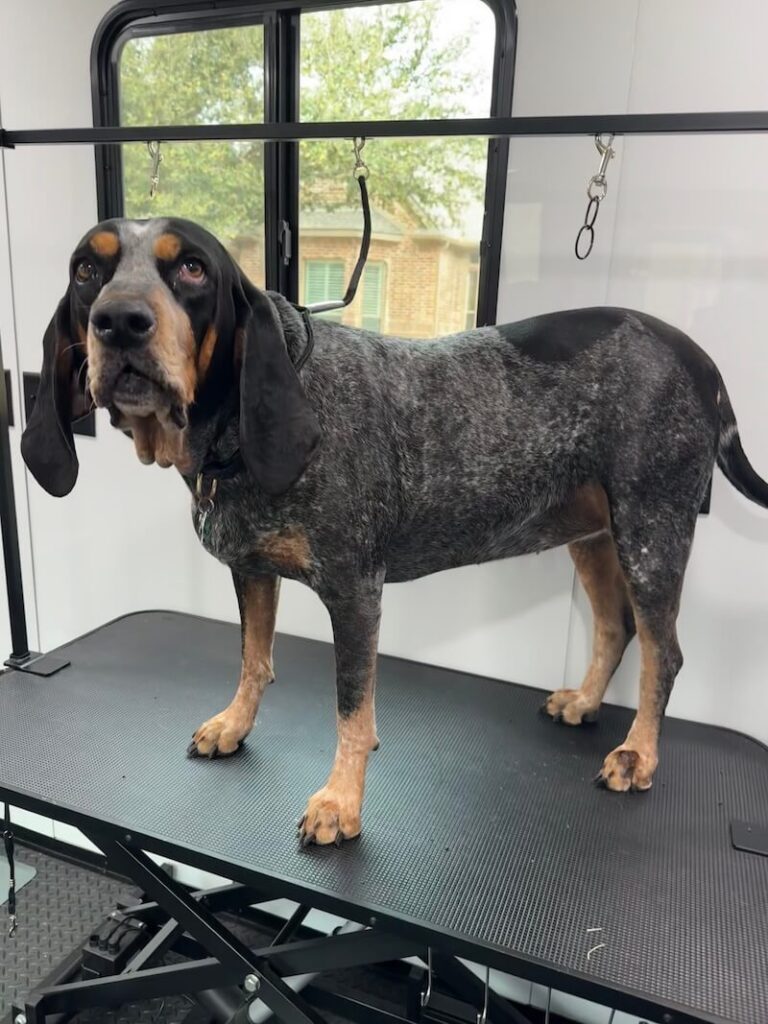 happy dog standing on a grooming table at The Groomin' Cowboy Mobile Saloon