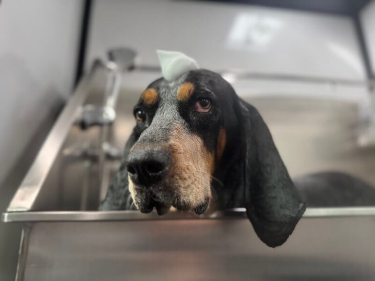 closeup of an adorable dog with a mound of foamy soap on their head at The Groomin' Cowboy Mobile Saloon
