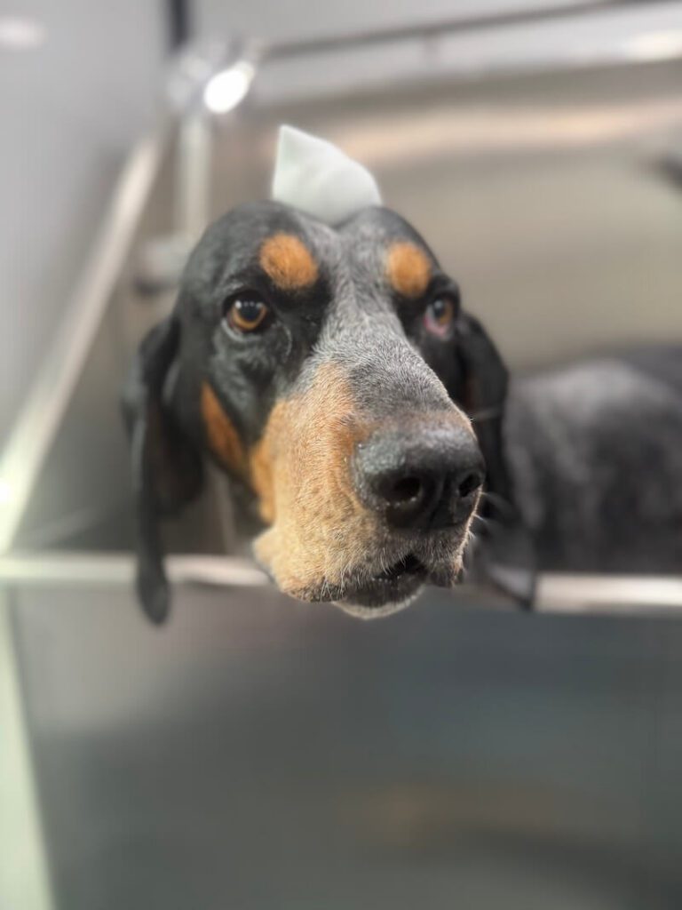 closeup of an adorable dog with a mound of foamy soap on their head at The Groomin' Cowboy Mobile Saloon