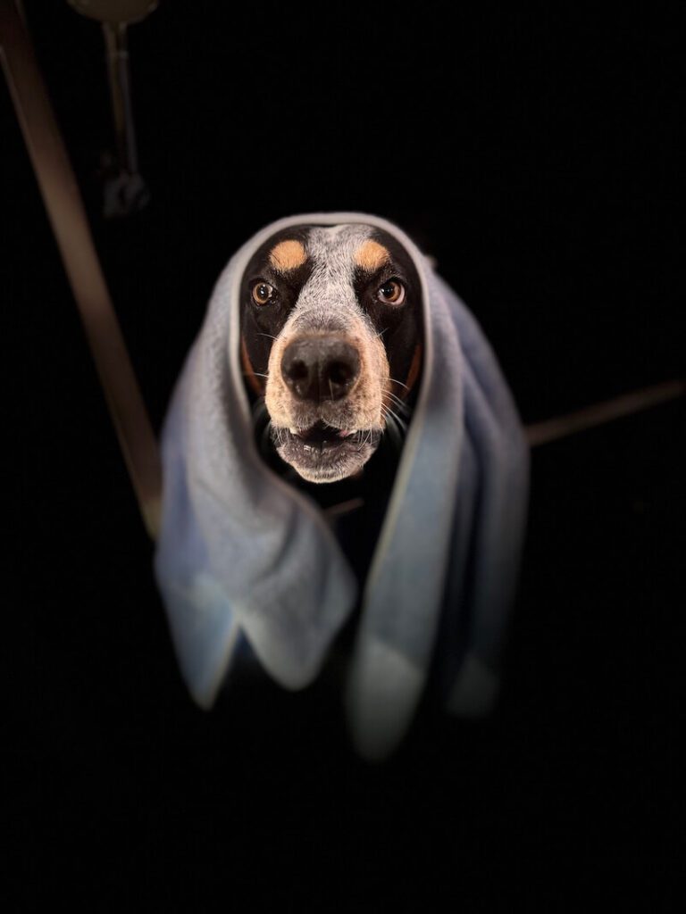 stylized photo of a dog wrapped in a towel with a heavy vignette applied