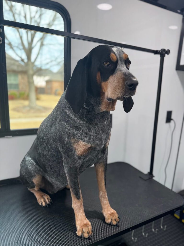 dog sitting on a grooming table at The Groomin' Cowboy Mobile Saloon
