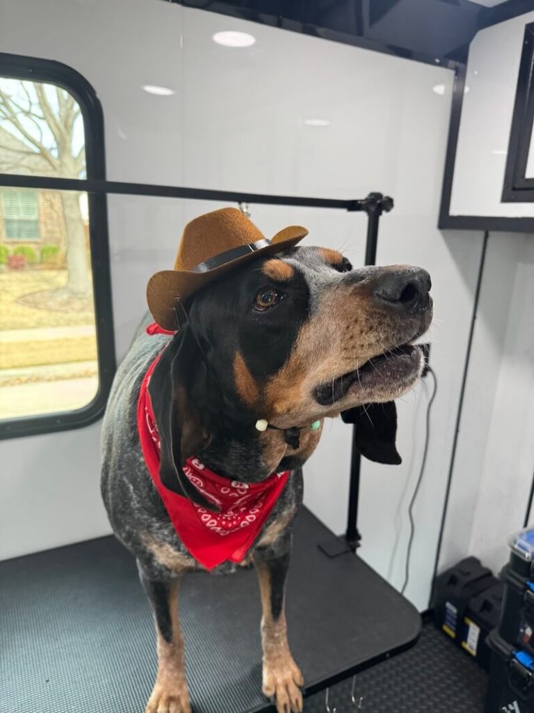 dog wearing cowboy hat and red bandana at The Groomin' Cowboy Mobile Saloon