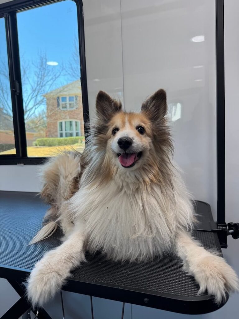 happy dog resting on a grooming table at The Groomin' Cowboy Mobile Saloon