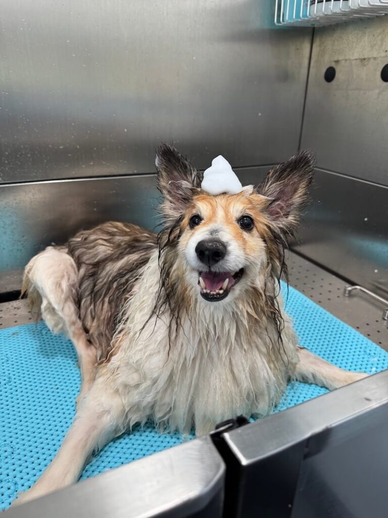 adorable dog with a mound of foamy soap on their head at The Groomin' Cowboy Mobile Saloon