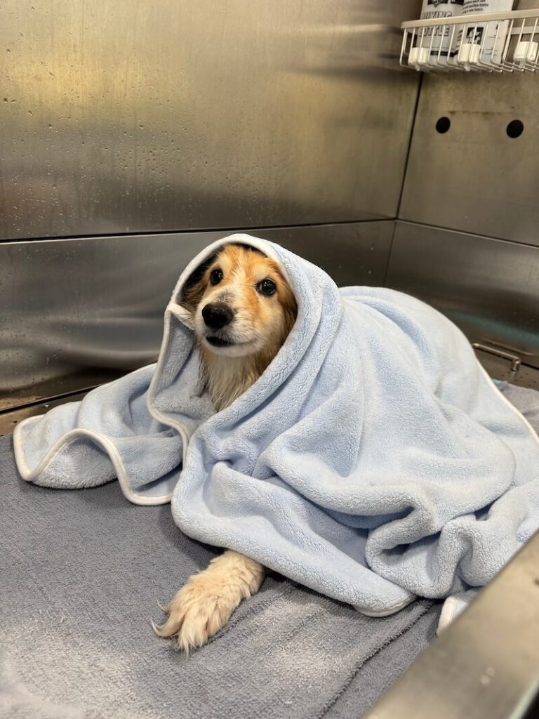 happy dog wrapped in a towel after a bath
