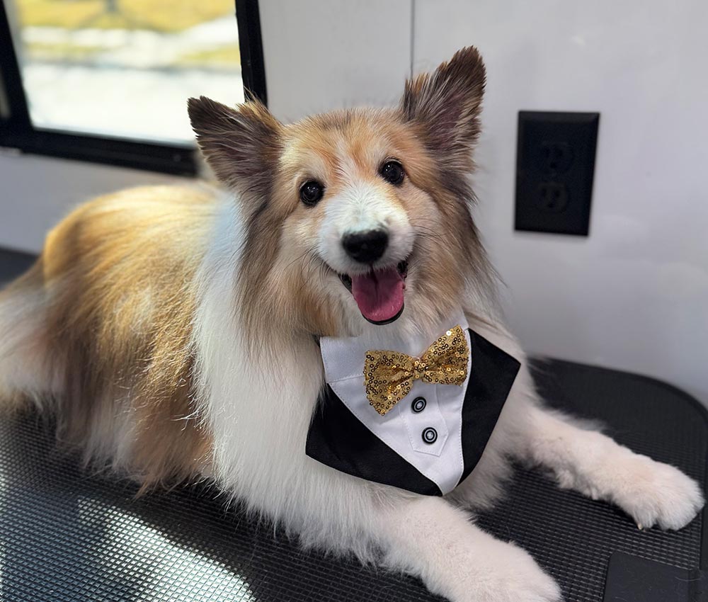 happy fluffy dog wearing a tuxedo costume at The Groomin' Cowboy Mobile Saloon