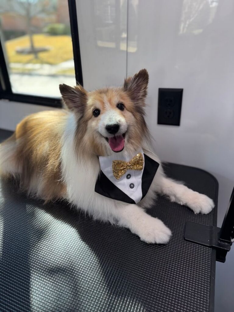 happy fluffy dog wearing a tuxedo costume at The Groomin' Cowboy Mobile Saloon