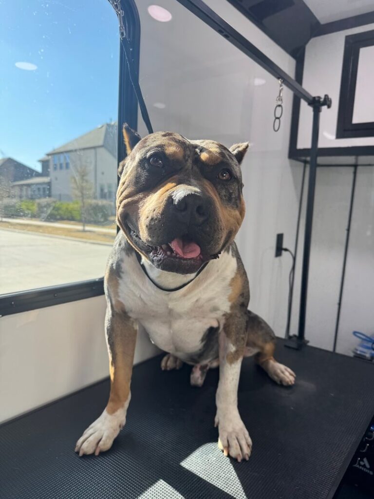 happy canine customer at The Groomin' Cowboy Mobile Saloon