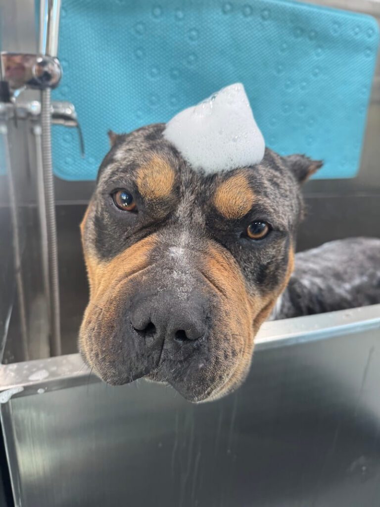 closeup of an adorable dog with a mound of foamy soap on their head at The Groomin' Cowboy Mobile Saloon
