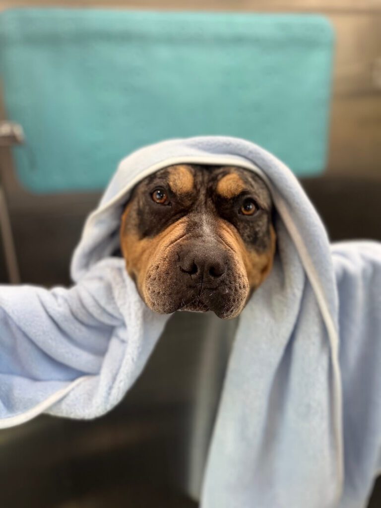 dog wrapped in a towel after a bath at The Groomin' Cowboy Mobile Saloon