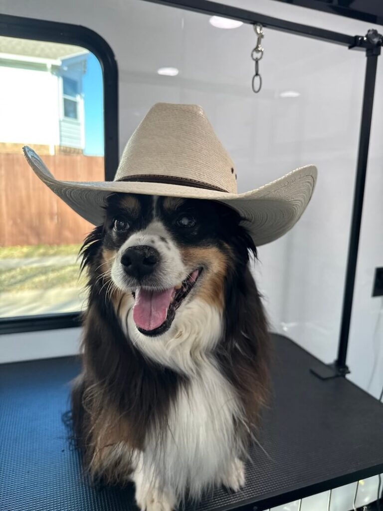 long-haired dog sitting on a grooming table and wearing a cowboy hat