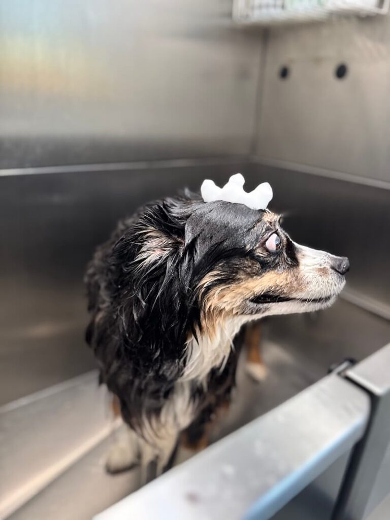 dog being bathed at The Groomin' Cowboy Mobile Saloon
