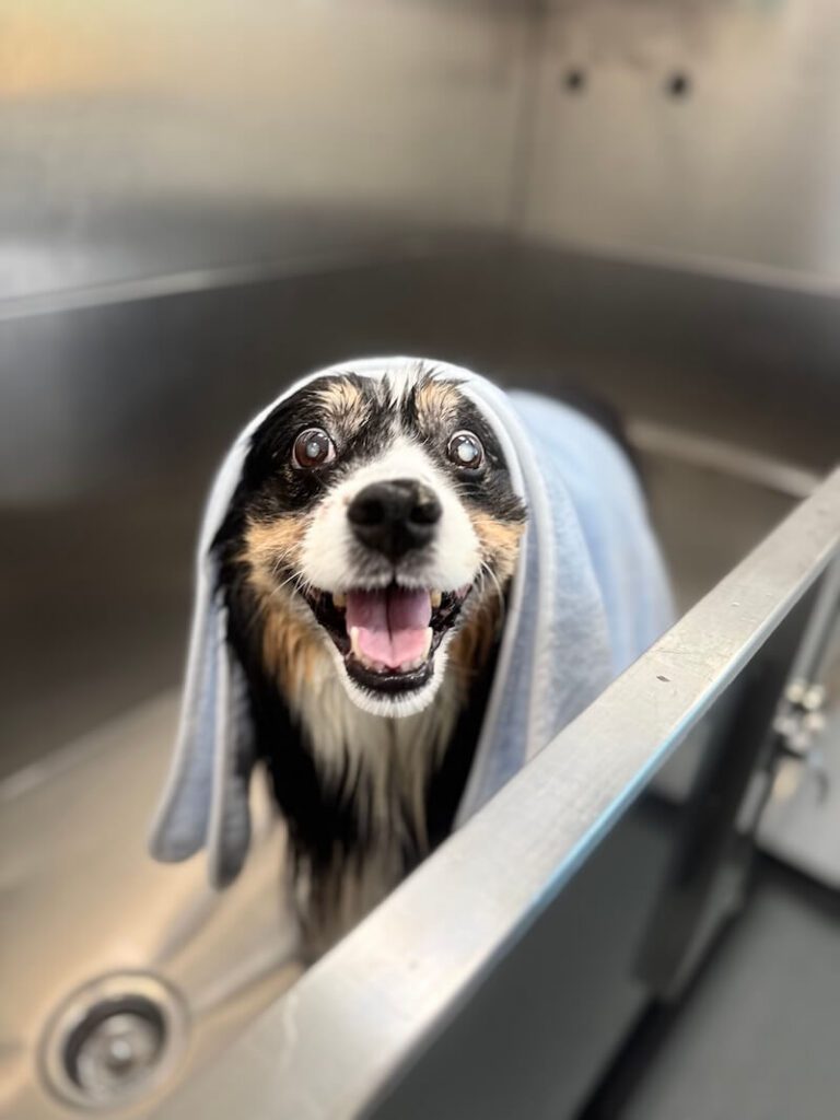 happy dog wrapped in a towel after a bath