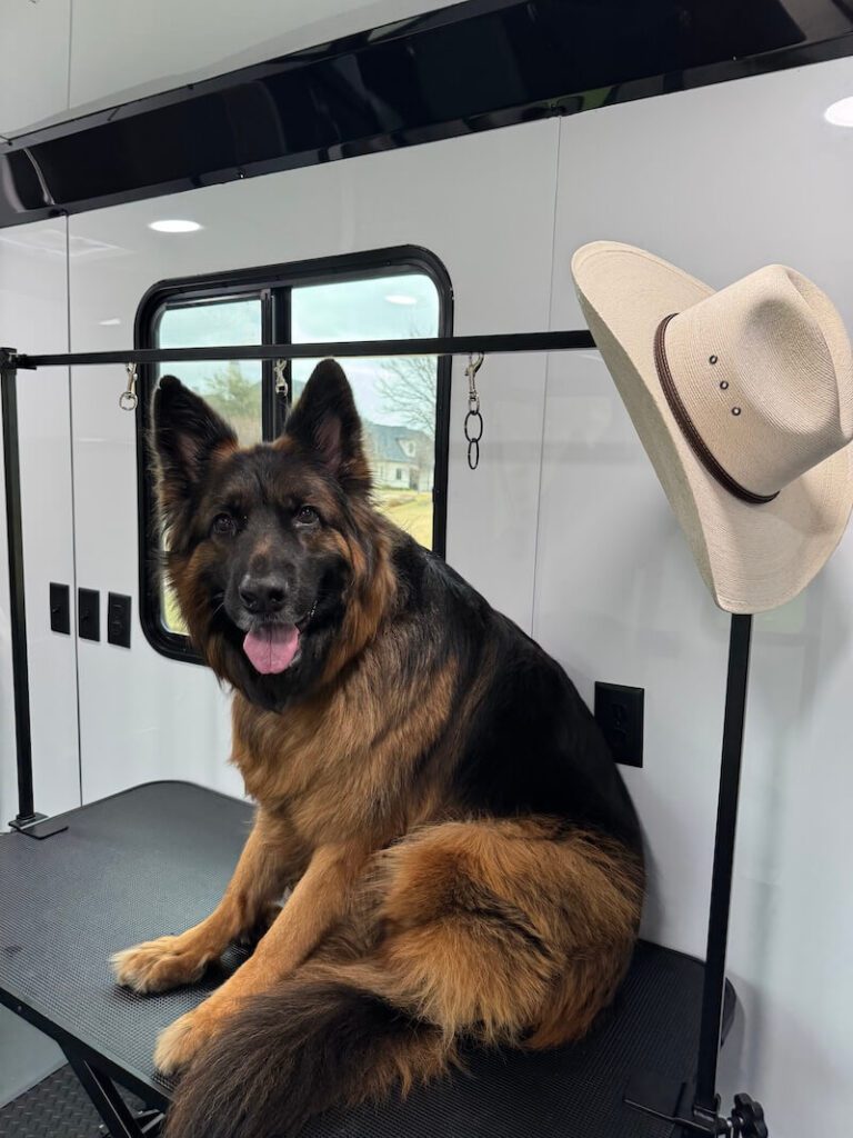 happy dog sitting on a grooming table next to a cowboy hat
