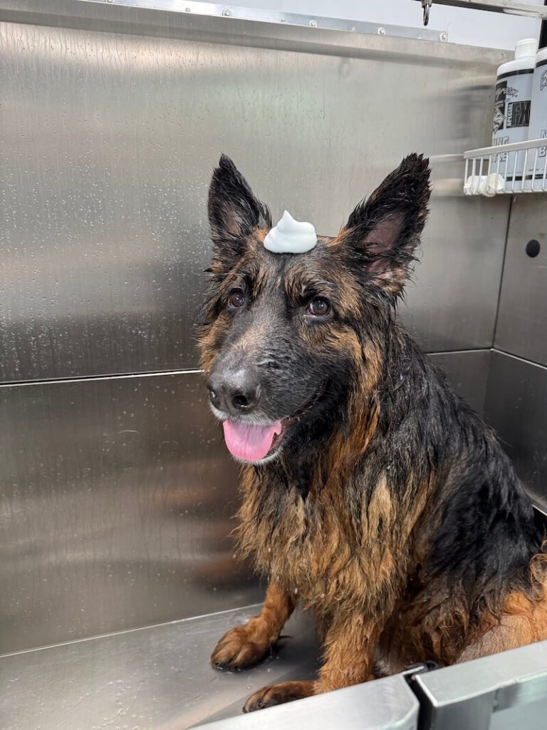 adorable german shepherd dog with a mound of foamy soap on their head at The Groomin' Cowboy Mobile Saloon
