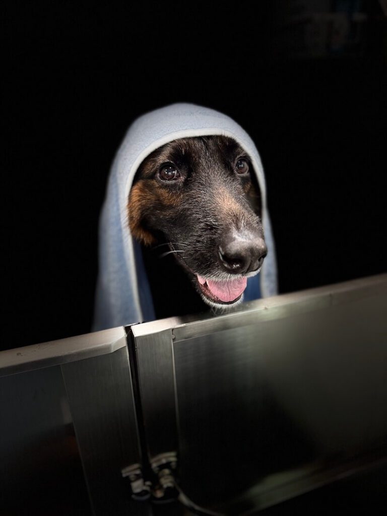 stylized photo of a dog wrapped in a towel with a black background applied