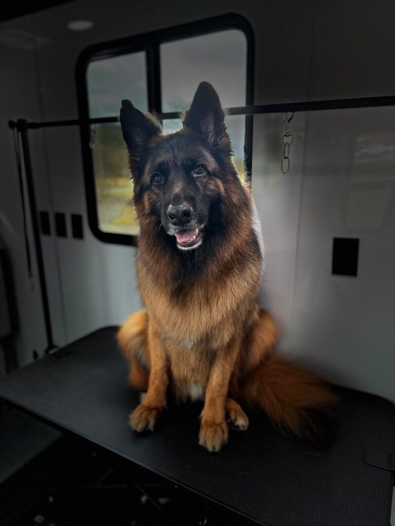 stylized photo of a german shepherd dog on a grooming table with a heavy vignette applied