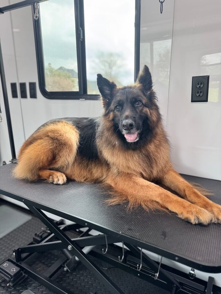 happy dog resting on a grooming table at The Groomin' Cowboy Mobile Saloon