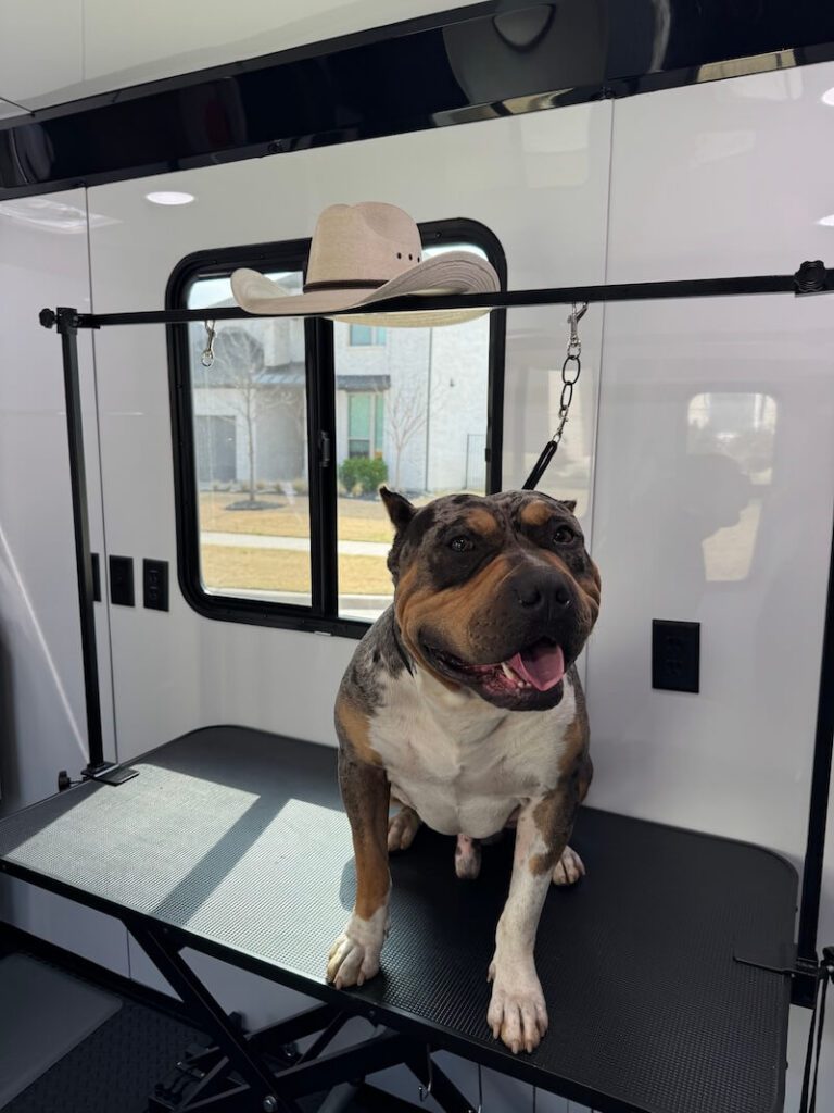 happy dog sitting on a grooming table at The Groomin' Cowboy Mobile Saloon