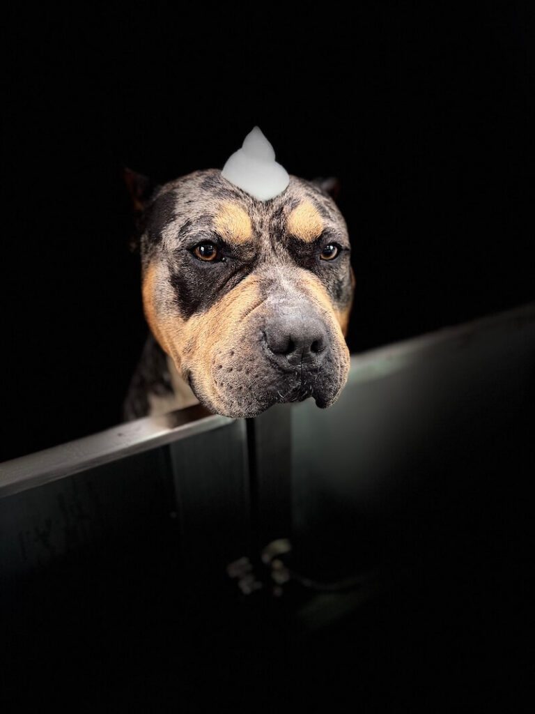 stylized photo of a dog being bathed with a black background applied