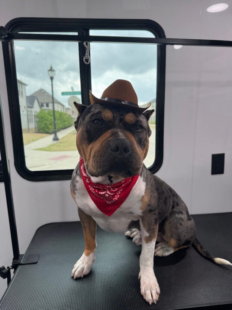 dog wearing cowboy hat and red bandana at The Groomin' Cowboy Mobile Saloon