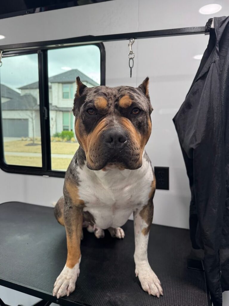 dog sitting on a grooming table at The Groomin' Cowboy Mobile Saloon