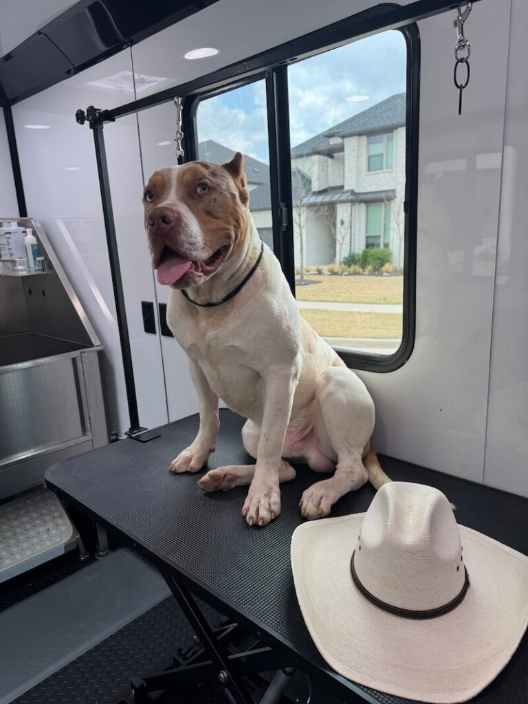 happy dog sitting on a grooming table next to a cowboy hat