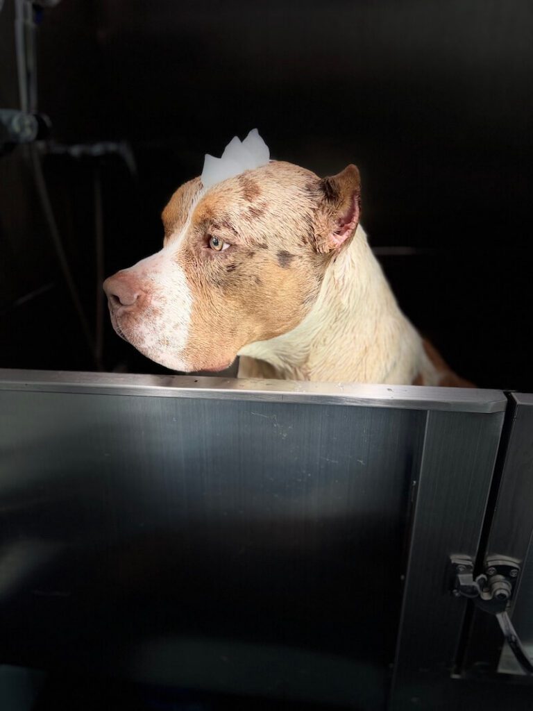 stylized photo of a dog being bathed with a black background applied