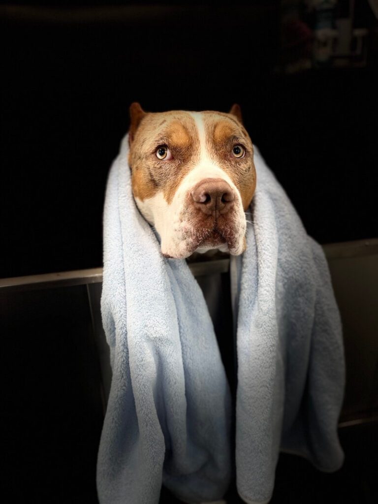 stylized photo of a dog wrapped in a towel with a heavy vignette applied