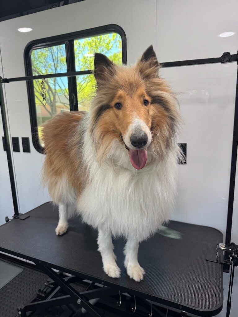 dog standing on a grooming table at The Groomin' Cowboy Mobile Saloon