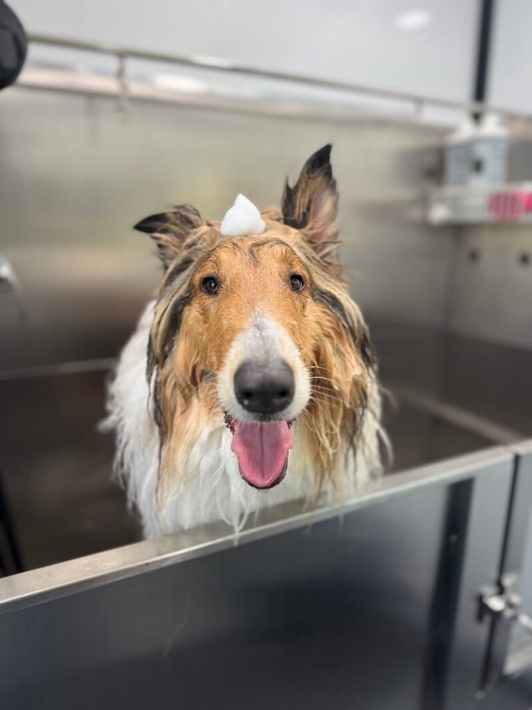 happy border collie with a mound of foamy soap on their head at The Groomin' Cowboy Mobile Saloon