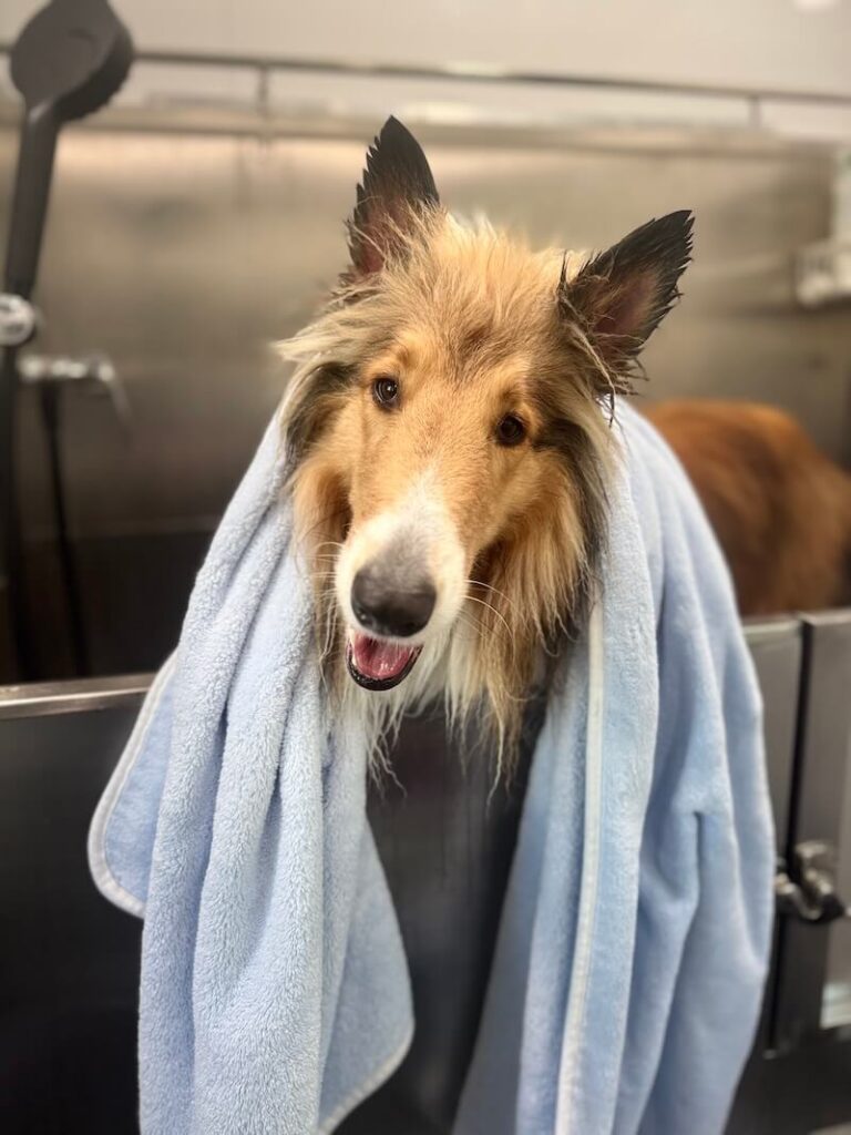 happy border collie dog wrapped in a towel after a bath