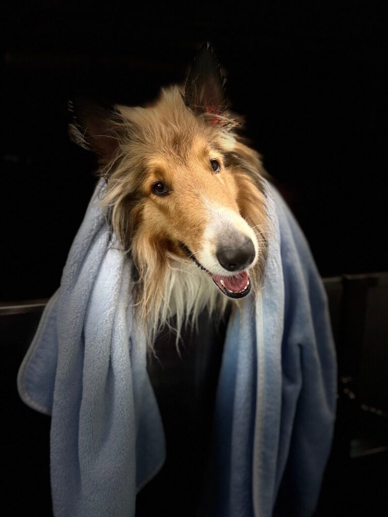 stylized photo of a dog wrapped in a towel with a heavy vignette applied
