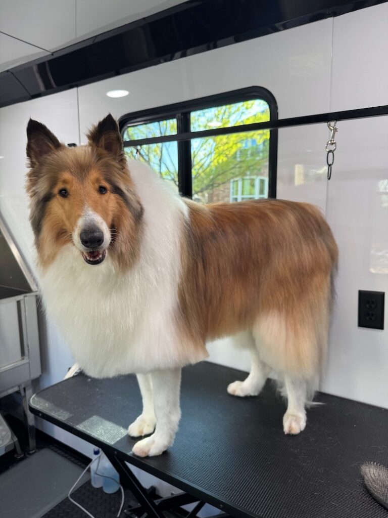 border collie standing on a grooming table at The Groomin' Cowboy Mobile Saloon