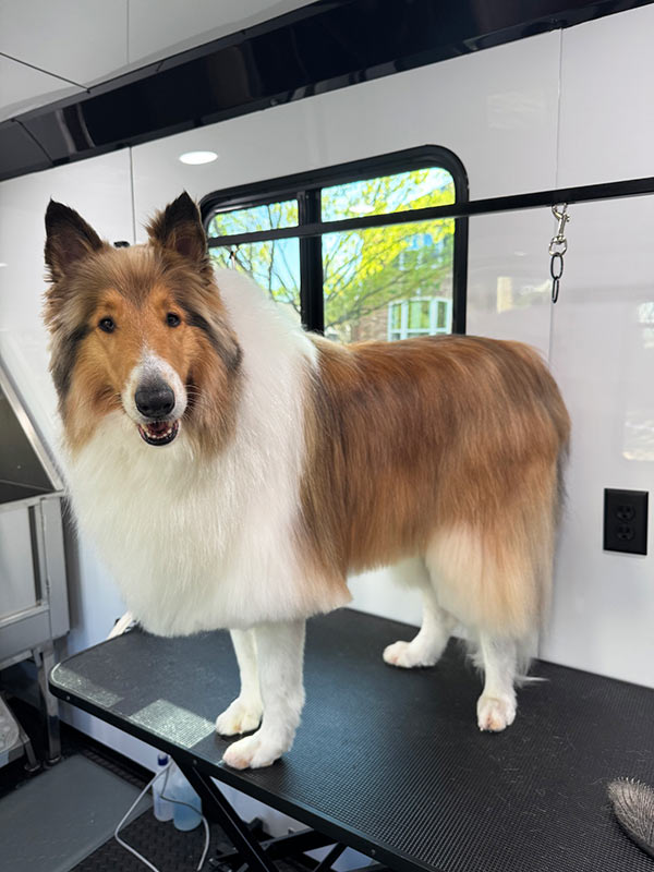 white dog