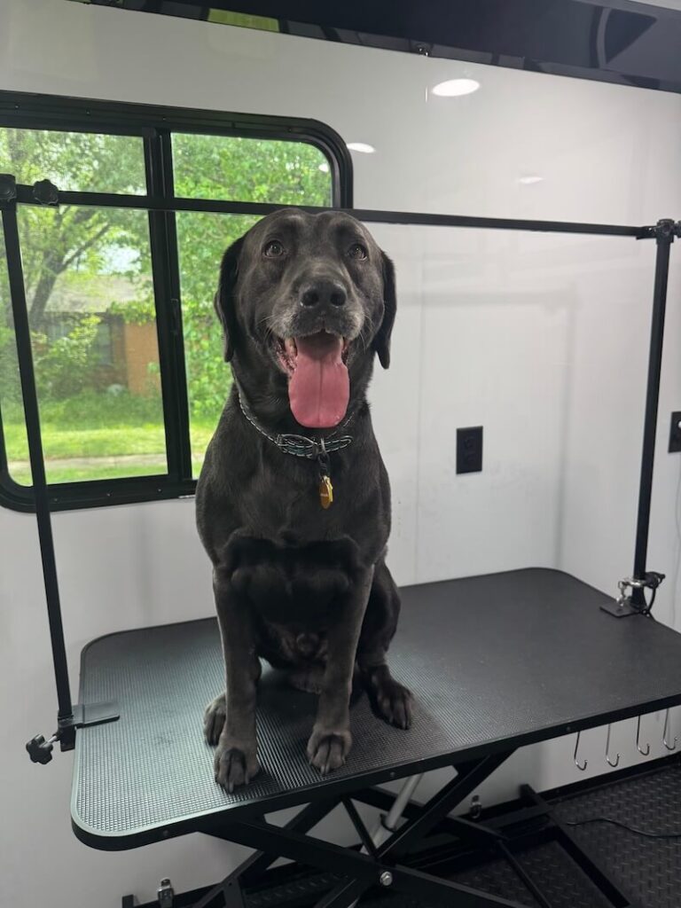 happy black dog sitting on a grooming table at The Groomin' Cowboy Mobile Saloon