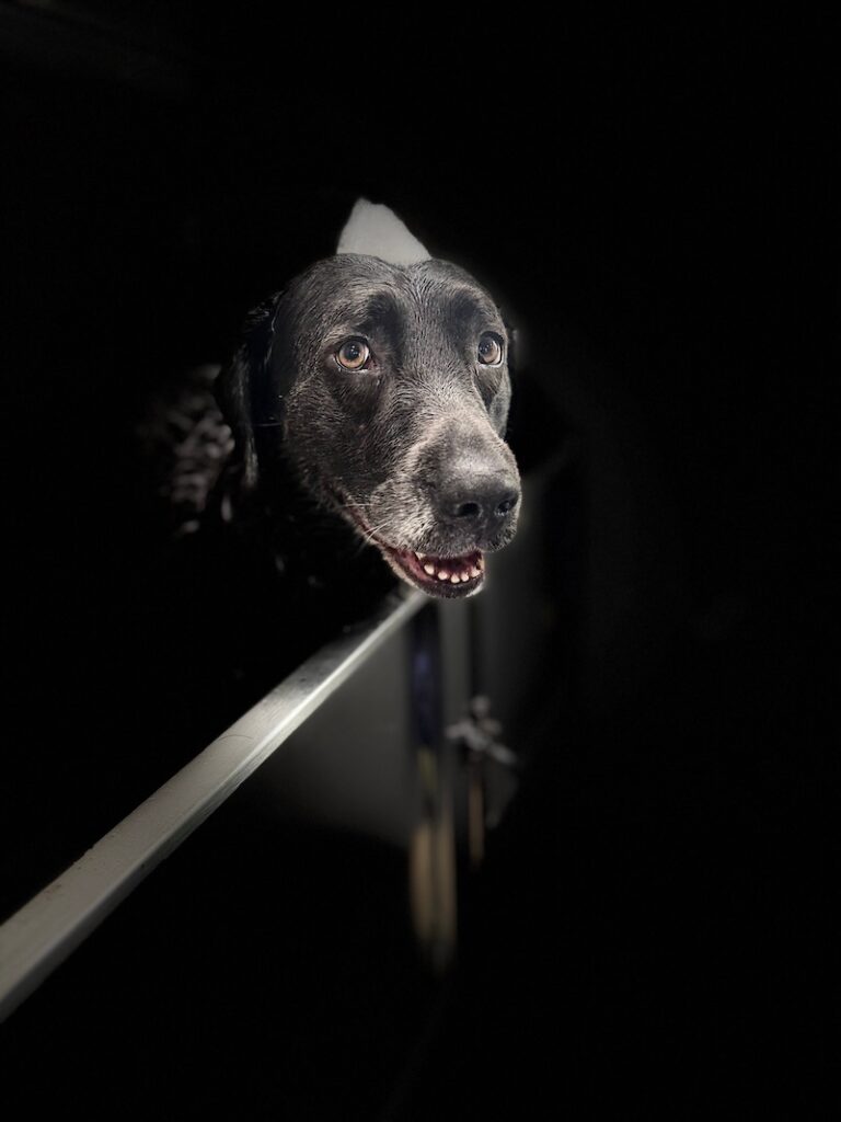 stylized photo of a dog being bathed with a black background applied