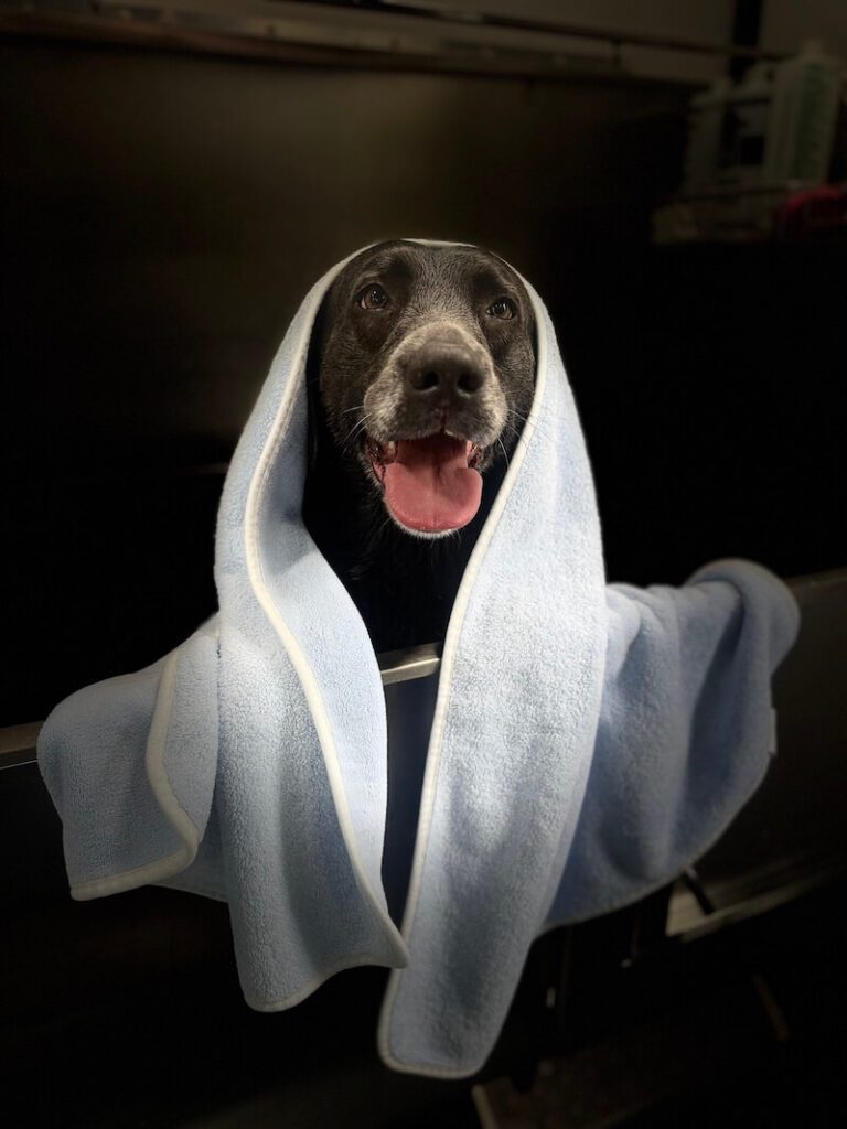 stylized photo of a dog wrapped in a towel with a black background applied